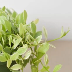 Succulent Dischidia Cascade -House Plant Shop 6 DISCHIDIA CASCADE.VARIEGATED 2