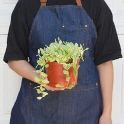 Succulent Dischidia Cascade -House Plant Shop 6 DISCHIDIA CASCADE.VARIEGATED 3