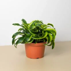 Dracaena 'Tornado' -House Plant Shop 6 DRACAENA TORNADO 1 16cc8ef2 4104 4248 96fa 9ddaa9880558