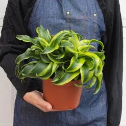 Dracaena 'Tornado' -House Plant Shop 6 DRACAENA TORNADO 3 12e83932 2f67 47c6 944e c8c45168a89e