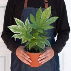 Fatsia 'Spider's Web' -House Plant Shop 6 FATSIA SPIDERS.WEB 3