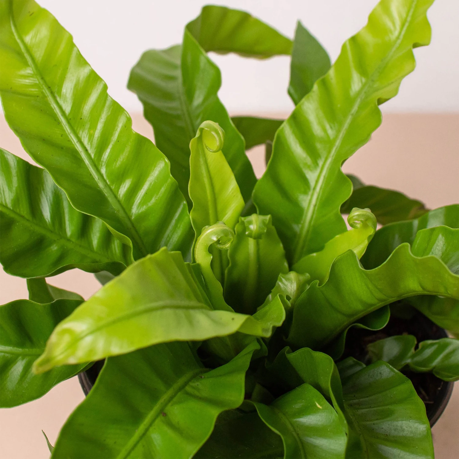 Fern 'Bird's Nest Hurricane' 2 Fern 'Bird's Nest Hurricane' - Image 2