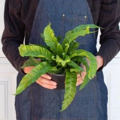 Fern 'Bird's Nest Hurricane' 6 Fern 'Bird's Nest Hurricane' -House Plant Shop 6 FERN BIRDS.NEST HURRICANE 3