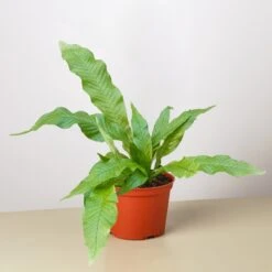 Fern 'Crocodile' -House Plant Shop 6 FERN CROCODILE