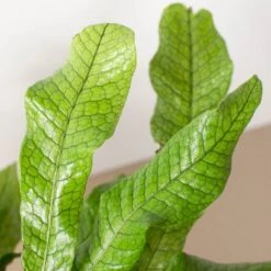 Fern 'Crocodile' -House Plant Shop 6 FERN CROCODILE 2