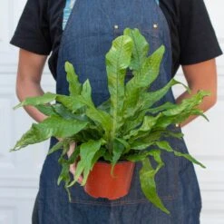 Fern 'Crocodile' -House Plant Shop 6 FERN CROCODILE 3