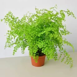 Maidenhair Fern -House Plant Shop 6 FERN MAIDENHAIR 1