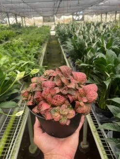 Fittonia 'Red' -House Plant Shop 6 FITTONIA RED TEMP 8.30.24