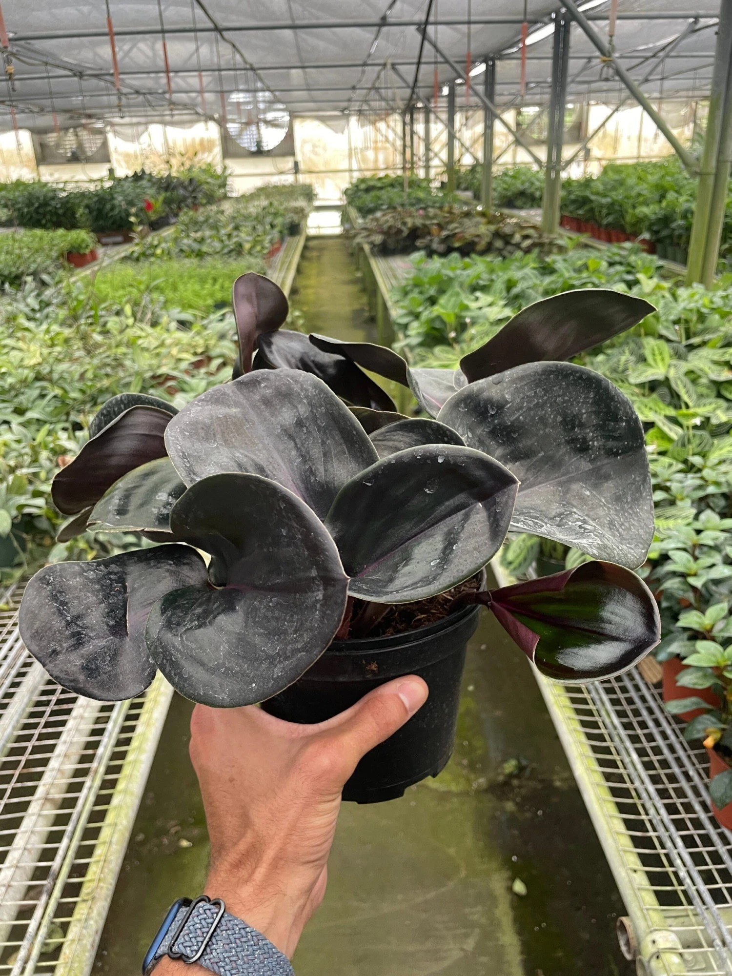 Geogenanthus 'Ciliatus' 1 Geogenanthus 'Ciliatus'