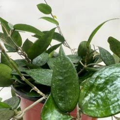 Hoya 'Black Margin' 9 Hoya 'Black Margin' -House Plant Shop 6 HOYA BLACK.MARGIN 2