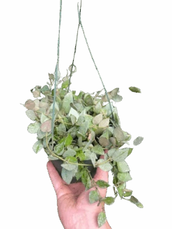 Hoya Krohiana 'Eskimo'