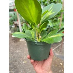 Hoya Heart 'Reverse Variegata' -House Plant Shop 6 HOYA HEART.REVERSE TEMP3