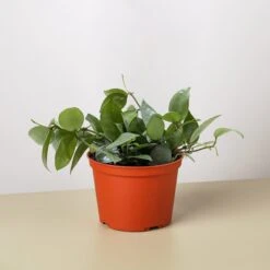 Hoya Krohniana Super Silver -House Plant Shop 6 HOYA KROHNIANA.SUPER .SILVER 1