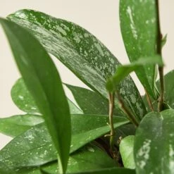 Hoya 'Publicalyx' -House Plant Shop 6 HOYA PUBLICALYX 2