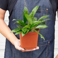 Hoya 'Publicalyx' -House Plant Shop 6 HOYA PUBLICALYX 3