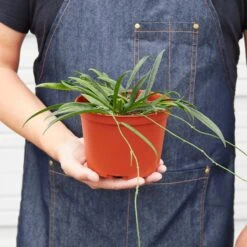 Hoya 'String Bean' - 4" Pot -House Plant Shop 6 HOYA STRINGBEAN 3