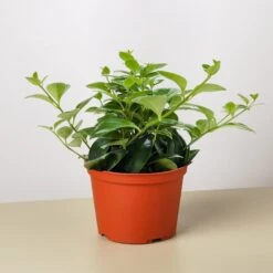 Lipstick Plant -House Plant Shop 6 LIPSTICK CLASSIC