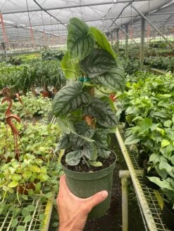 Monstera 'Dubia' (Shingle Plant) -House Plant Shop 6 MONSTERA DUBIA TEMP 6.28.24