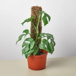 Philodendron Mini Monstera Minima -House Plant Shop 6 Monstera Minima moss backer 94fcce22 6de0 417f 90de bfaeccce65fa