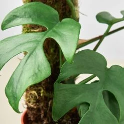 Philodendron Mini Monstera Minima -House Plant Shop 6 Monstera Minima moss backer DETAIL 79acfb9d 6ebd 4c0f a6fb e9de5ee9d26c