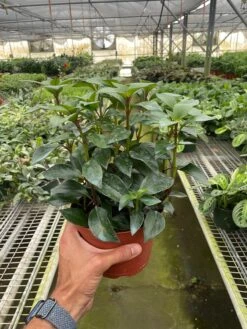 Nematanthus Black Goldfish Plant 13 Nematanthus Black Goldfish Plant -House Plant Shop 6 NEMATANTHUS BLACK.GOLDFISH TEMP 7.18.24