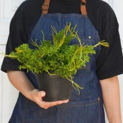 Peperomia 'Axillaris' -House Plant Shop 6 PEPEROMIA AXILLARIS 3