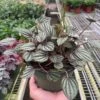 Peperomia 'Picollo Banda'