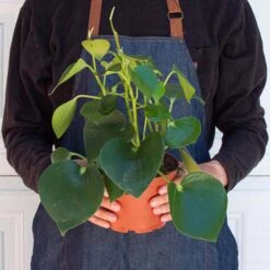 Peperomia 'Raindrop' 11 Peperomia 'Raindrop' -House Plant Shop 6 PEPEROMIA RAINDROP 3