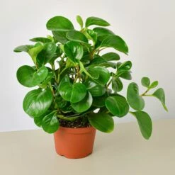 Peperomia Thailand -House Plant Shop 6 PEPEROMIA THAILAND 1 b5954780 9a48 4652 ae6d 3bbde3961ad6