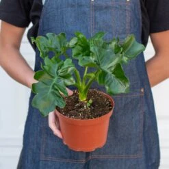 Philodendron 'Atom' -House Plant Shop 6 PHILODENDRON ATOM 3