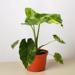 Philodendron Burle Marx Albo -House Plant Shop 6 PHILODENDRON BURLE.MARX .ALBO