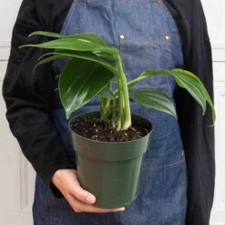 Philodendron 'Dragon Tail' -House Plant Shop 6 PHILODENDRON DRAGON.TAIL 3