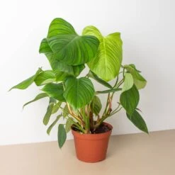 Philodendron 'Fuzzy Petiole' -House Plant Shop 6 PHILODENDRON FUZZY.PETIOLE 1
