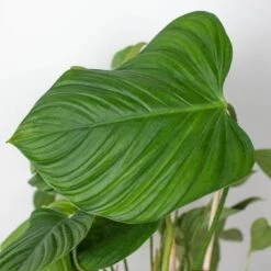Philodendron 'Fuzzy Petiole' -House Plant Shop 6 PHILODENDRON FUZZY.PETIOLE 2