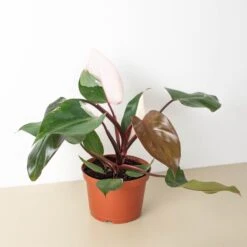 Philodendron 'Pink Princess' -House Plant Shop 6 PHILODENDRON PINK.PRINCESS 1