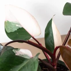 Philodendron 'Pink Princess' -House Plant Shop 6 PHILODENDRON PINK.PRINCESS 2