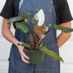 Philodendron 'Pink Princess' -House Plant Shop 6 PHILODENDRON PINK.PRINCESS 3