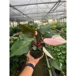 Philodendron 'Pink Princess' -House Plant Shop 6 PHILODENDRON PINK.PRINCESS TEMP