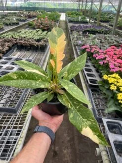 Philodendron 'Variegated Ring Of Fire ' -House Plant Shop 6 PHILODENDRON RING.OF .FIRE TEMP 5.9.24