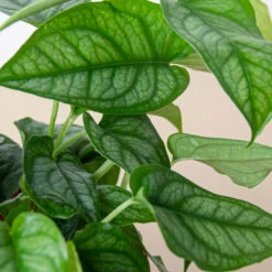 Monstera 'Siltepecana' -House Plant Shop 6 PHILODENDRON SILTEPECANA 2