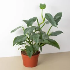 Philodendron 'Silver Sword' -House Plant Shop 6 PHILODENDRON SILVER.SWORD 1