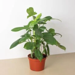 Philodendron 'Silver Sword' -House Plant Shop 6 PHILODENDRON SILVER.SWORD 1.1