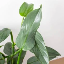 Philodendron 'Silver Sword' -House Plant Shop 6 PHILODENDRON SILVER.SWORD 2