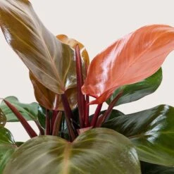 Philodendron 'Sun Red' -House Plant Shop 6 PHILODENDRON SUN RED 2 a79313a3 3abe 480f 8f34 e3dcffeef4eb