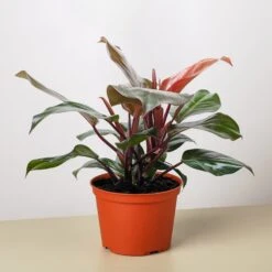 Philodendron 'Sun Red' -House Plant Shop 6 PHILODENDRON SUN RED fe5ca903 1da3 47bc 8451 6fc8d70d6fe0