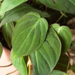 Philodendron 'Velvet' -House Plant Shop 6 PHILODENDRON VELVET 2