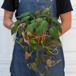 Philodendron 'Velvet' -House Plant Shop 6 PHILODENDRON VELVET 3