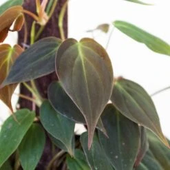 Philodendron 'Velvet' -House Plant Shop 6 PHILODENDRON VELVET POLE 2