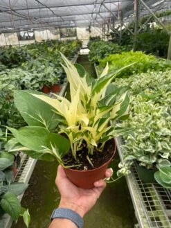 Pothos 'Mutant Manjula' -House Plant Shop 6 POTHOS MUTANT.MANJULA TEMP 7.18.24