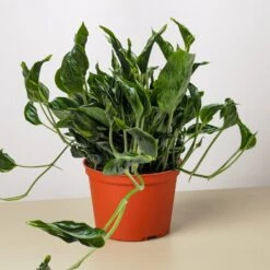 Pothos 'Shangri La' 8 Pothos 'Shangri La' -House Plant Shop 6 POTHOS SHANGRI LA